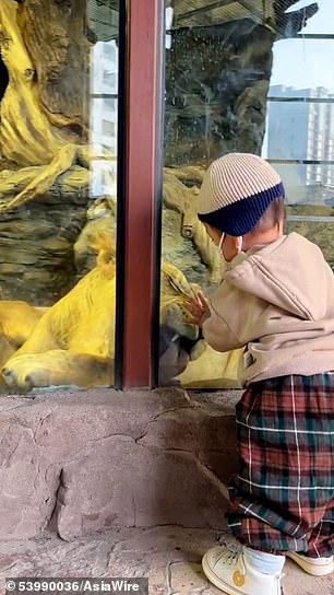 Adorably, the large cat then seems to view the boy as friend rather than prey and starts attempting to lick his hand as if she were grooming him