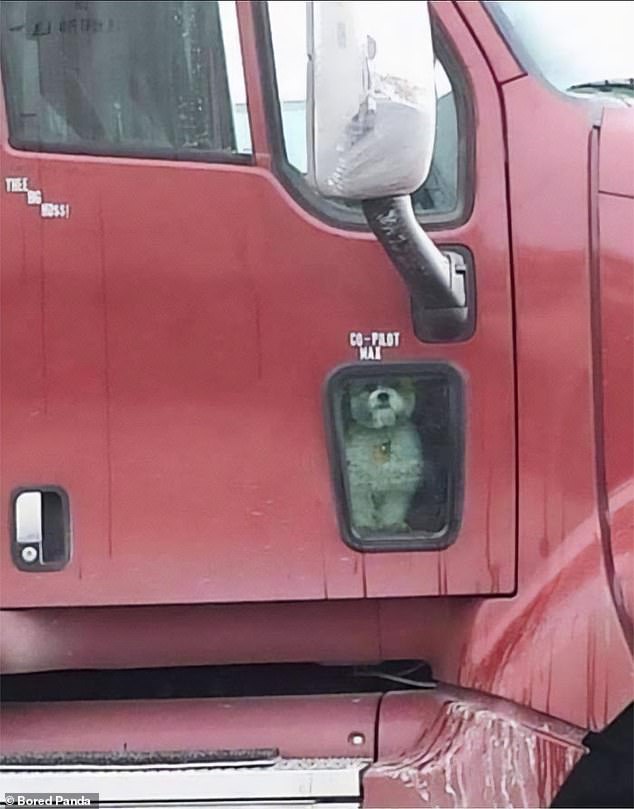 Captain wow!  Max the co-driver of the cargo truck has settled in for a bit here on the highways of the USA as he watches unsuspecting passers-by.