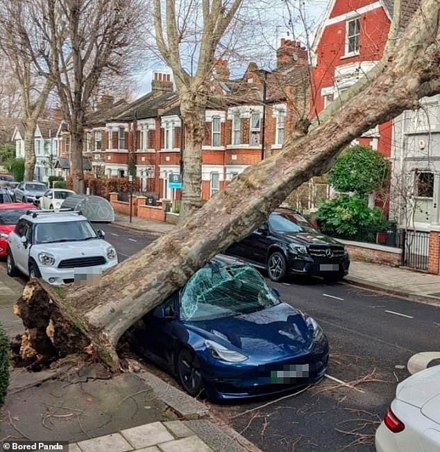 Oh the irony!  Someone in Chiswick thought he was doing his part for the environment when he bought an electric car, but nature didn't see it that way!