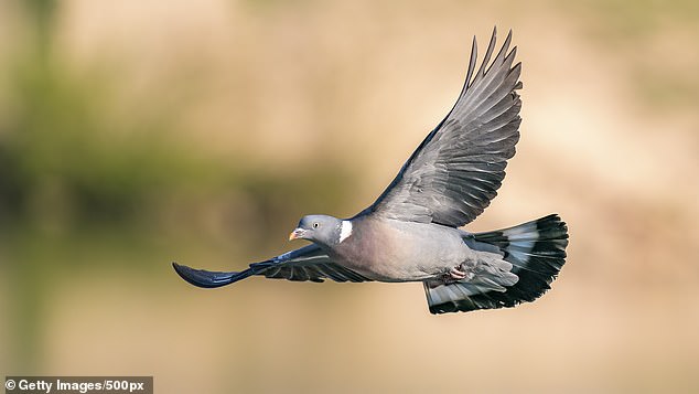 Protected: Pigeons are a protected species in Italy and there is a national law that prohibits killing, harming or capturing pigeons or any other wild bird.