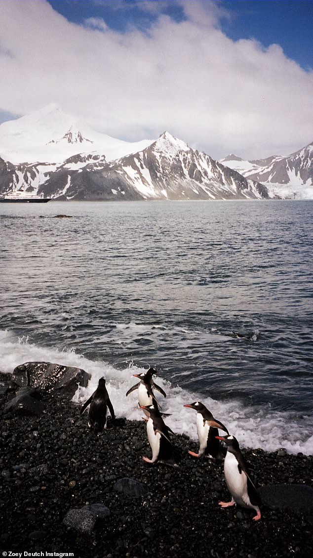 Amazing: Everyone wants some!  posted a plethora of photos of wildlife in Antarctica, including these penguins playing along the shoreline