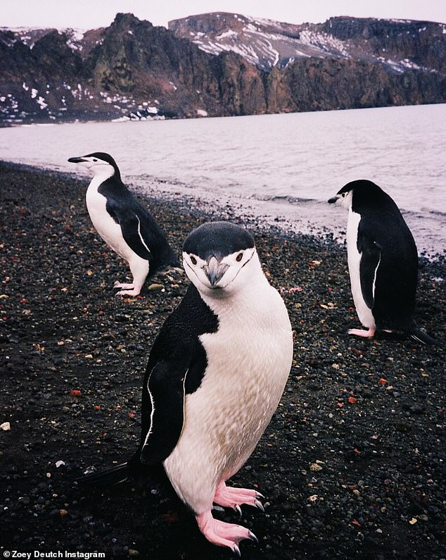 Curious animals: some birds approached Deutch