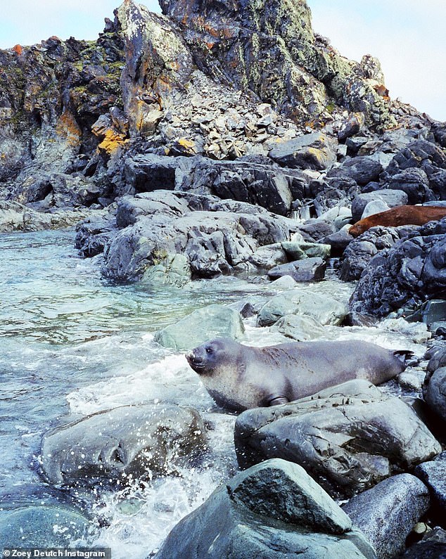 Water fun: There were groups of sea lions and seals that were enjoying the waters of Antarctica