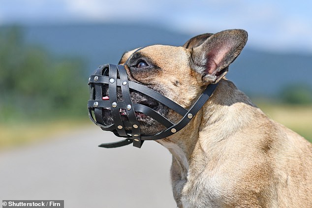 Small, short-snouted breeds such as Pugs, Bulldogs and Shih Tzus are the most badly-behaved breeds, according to the study. Pictured: a French Bulldog wearing a muzzle