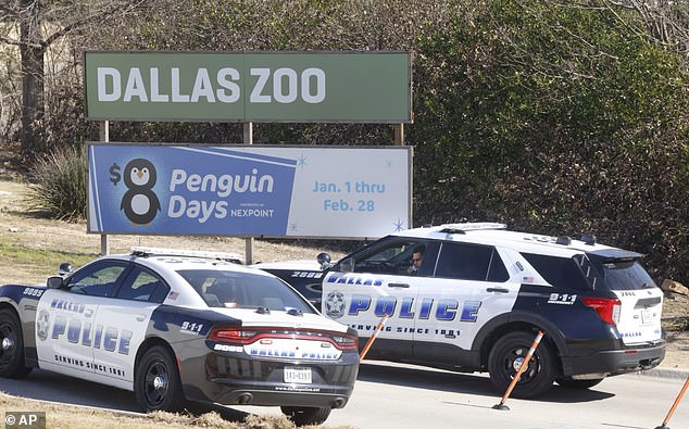 Police cars outside the Dallas Zoo as workers and police search for the missing cloud leopard