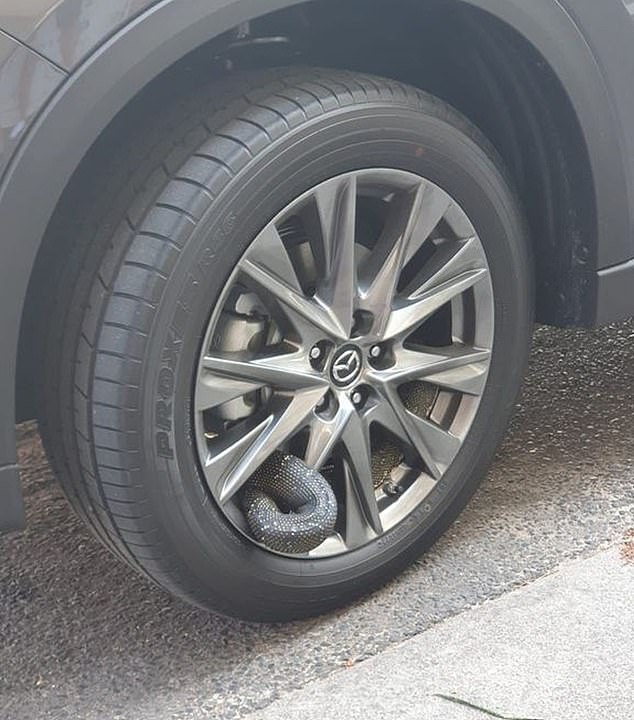 Mr. Mantellini checked the tire to find the reptile sticking out of the hubcap.