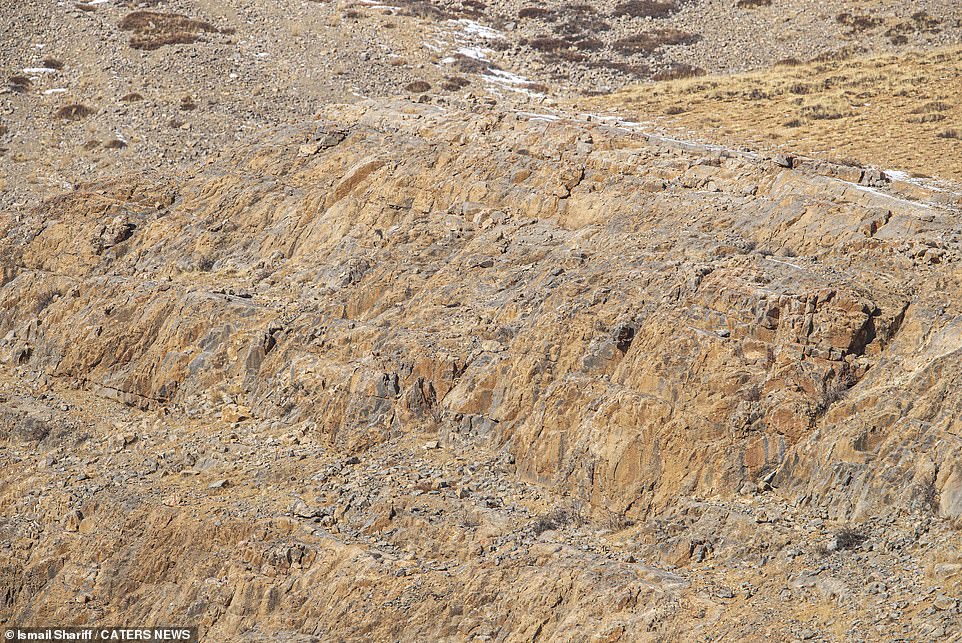 The global population of snow leopards is estimated to be between 3,500 and 7,000, according to the Snow Leopard Conservancy India Trust.  The big cats are hiding somewhere in this image.