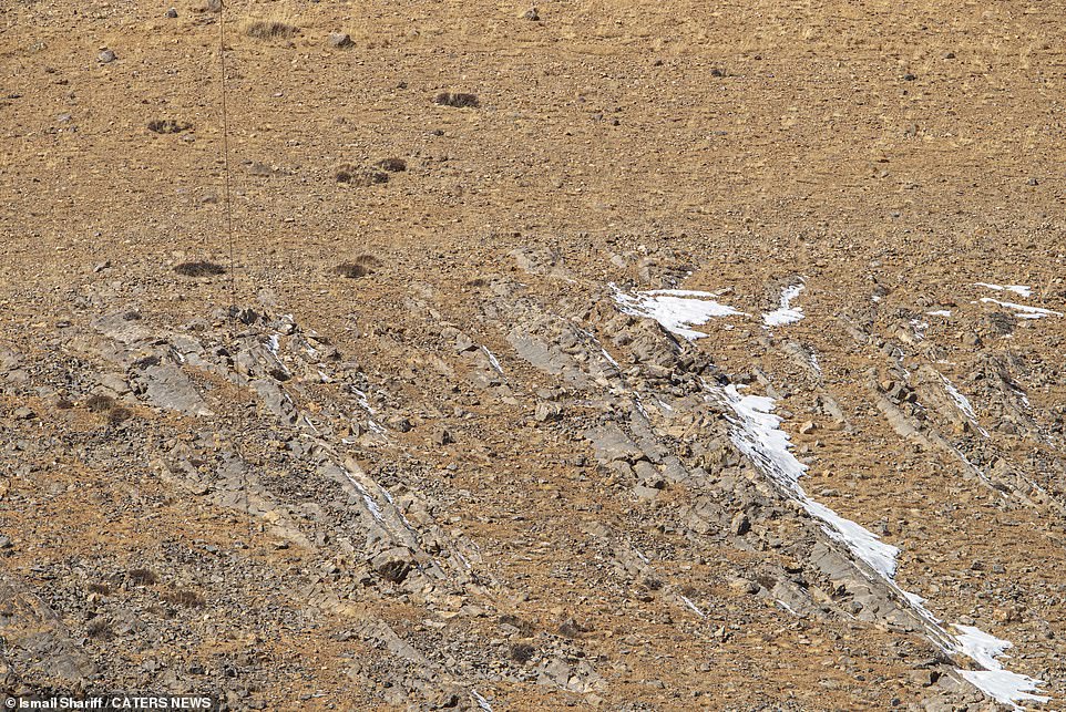 The snow leopard can spend up to 18 hours a day resting or sleeping, according to the Snow Leopard Trust.  How many of the rare mountain creatures can you find in this image?