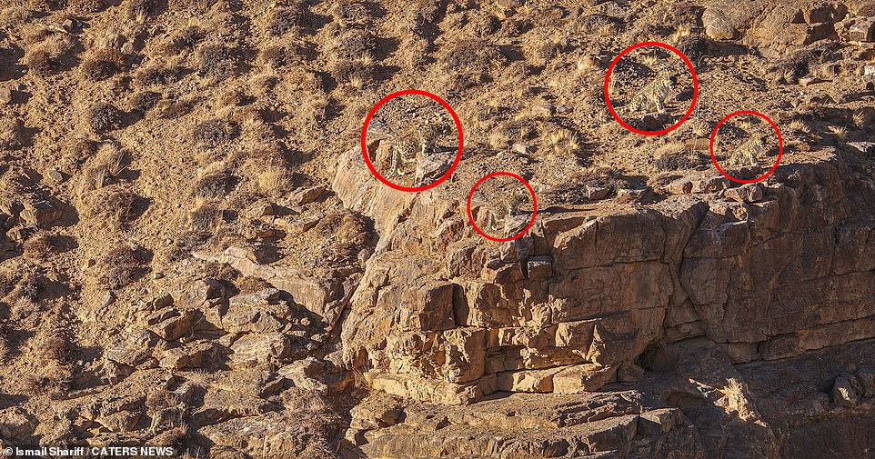 There are four snow leopards in the image.  It is rare to see even one of these beautiful creatures.