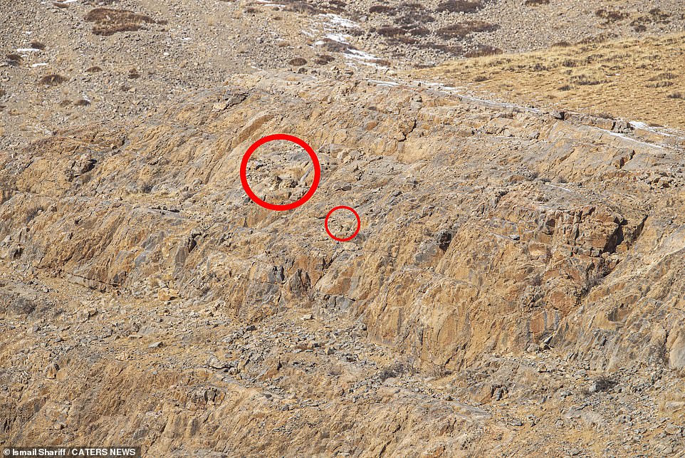 Snow leopards easily scale the great and steep sides of the mountains of Central Asia, blending into the landscape.  Here, two of the big cats can be seen camouflaged against their surroundings.