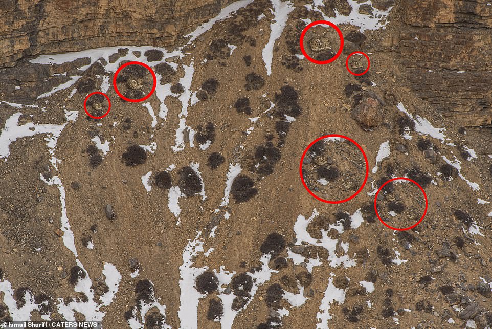 Snow leopards are found in 12 countries, including China, Bhutan, Nepal, India, Pakistan, Russia, and Mongolia.  There are six amazing snow leopards in this photo.