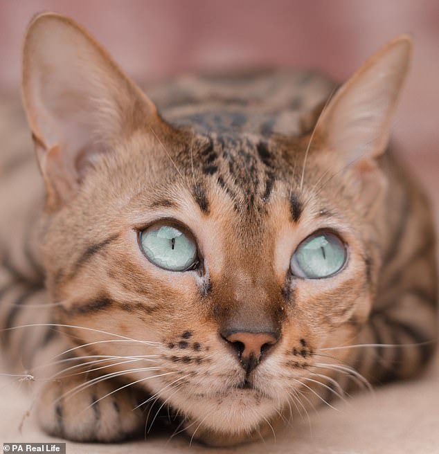 Mia, the two-year-old cat, has been aboard a plane, boat and care, and is able to perform a number of tricks and listen to commands