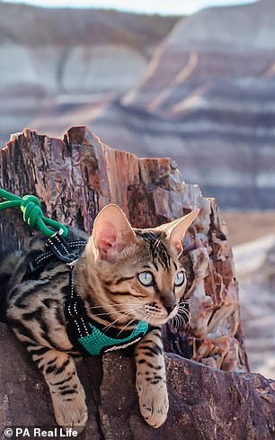 Mia looking out over the Petrified Forest National Park in Arizona