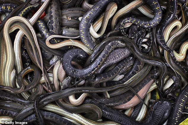 Lehner paid $1.2 million for an exotic collection of snakes, before the breeder he bought them from was murdered by his wife a few months later.  Above is a stock image of exotic snakes.