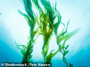 Kelp is a large brown seaweed. These algae seaweeds grow quickly, don’t require freshwater or added nutrients, and are nutritious and versatile in food products.