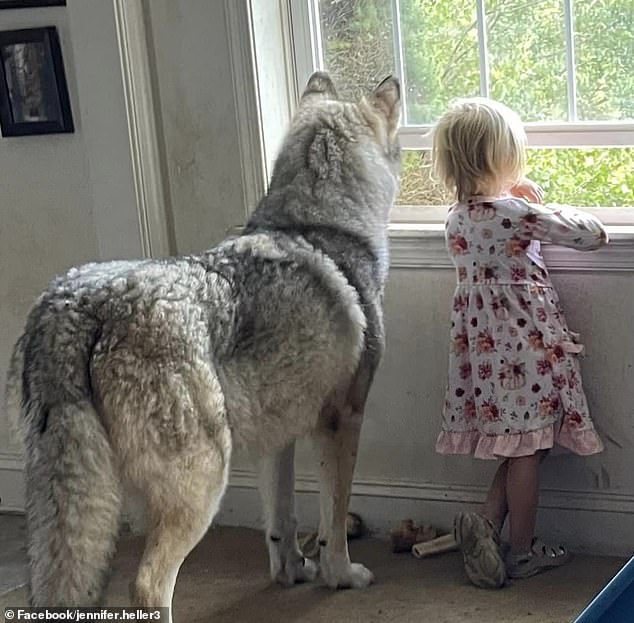 Jennifer Heller's eight-year-old malamute mix Hunter was tragically shot in Berks County, Pennsylvania while out for a walk with her owner.