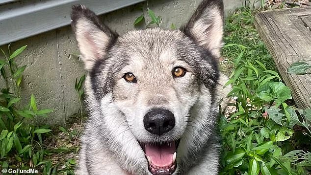 Before they could walk away, one of the hunters shot the dog while it was only a few feet away.