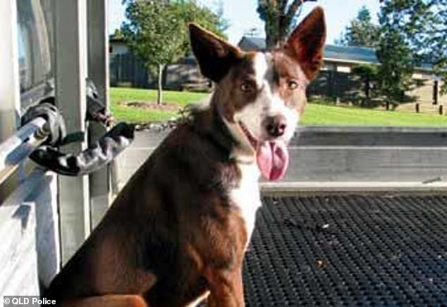 Drivers are prohibited from transporting dogs in or on a tray unless the dog is secured in such a way as to prevent it from falling and provided with a non-slip insulating mat when in direct contact with the metal surface of the tray (pictured )