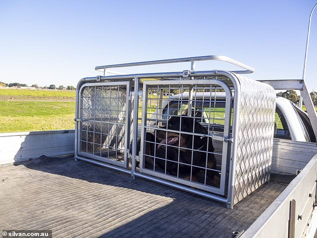 The Western Australia Standards for Health and Welfare 2020 Guidelines state that dogs can also be adequately secured by a locked transport crate affixed to the vehicle (pictured)