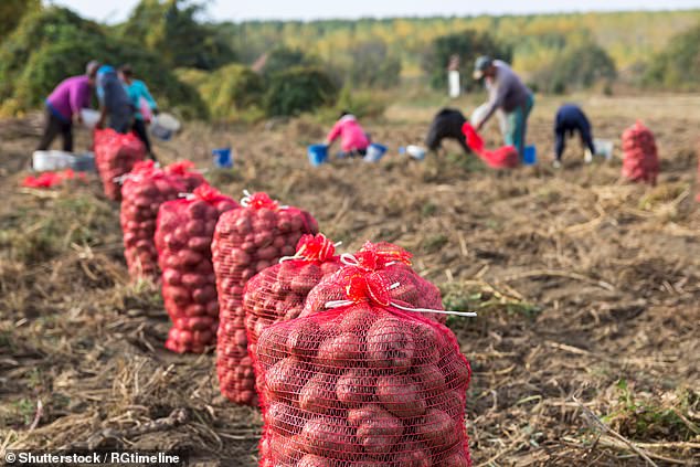 Floods and frosts have caused a significantly reduced harvest, up to 50 percent less than last year.