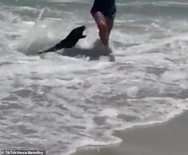 Lifeguards at Clifton Beach said at the time they treated two people for bite wounds on Tuesday following an incident involving a 'seal pup', Several unprovoked attacks have been reported in Cape Town after a mass die-off blamed on toxic algae