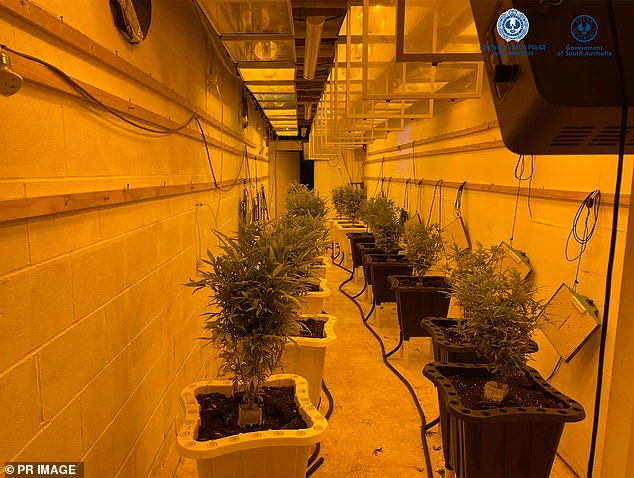 Police allegedly found 18 cannabis plants growing inside the bunker on the outskirts of Adelaide.