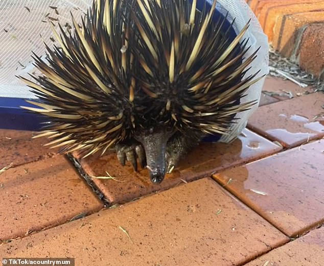 The spiny monotreme sailed over the pool fence and fell into the water at Shan Croc's property in Muckadilla, in regional Queensland before needing help to be carried to safety.