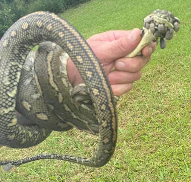 Ticks commonly attack weak or sick animals and are found in moist, dense bush areas on the east coast of Australia (the tick-covered snake pictured)