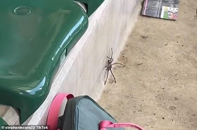 A baby huntsman spider (above) crawled out from under British tourist Stephanie Cara's seat at Australia Zoo