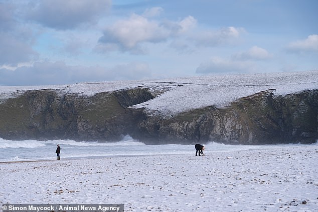 Yellow warnings have been issued for snow and ice across southern England, Northern Ireland and parts of the northwest and north Wales. Pictured: Snow on Holywell Bay in Cornwall
