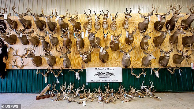 During their raid on the illegal ring, federal wildlife authorities seized dozens of mounted whitetail deer (pictured)