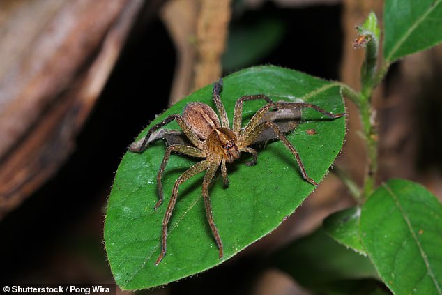 The spider is believed to be an Australian hunter (pictured).  The species is not poisonous or dangerous to humans and is often found in cars as they search for warm, safe places to rest.