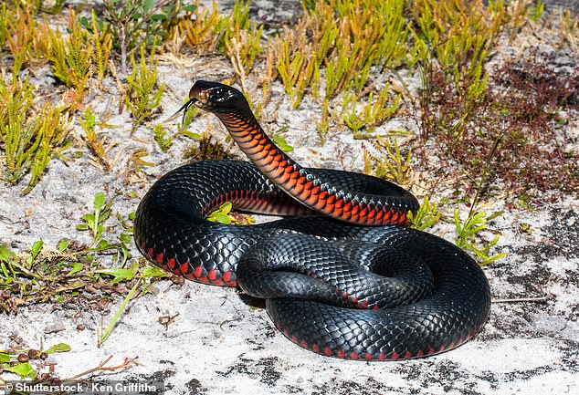 The snake catcher returned the red-bellied snake to the man's home after he refused to pay his fee.