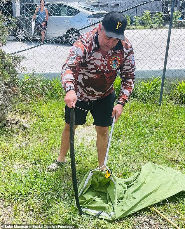 The snake catcher said, 'It's not like it's $500. It's $150 and I'm the one risking my life and my sense of smell in the future.