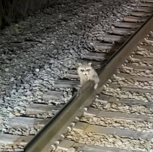 Neil Mullis, 35, of Georgia, was at work when he came across the animal frozen to the line.