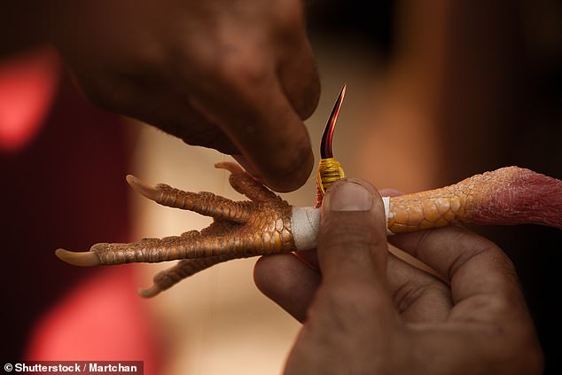 Knives attached to the feet of the birds make them extremely dangerous, as well as being trained and conditioned for fights