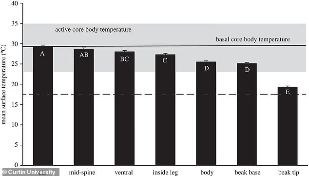 According to the research, the tip of the beak remains the coolest part of the body, whereas the ears remained the warmest