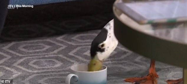 Quacking good brew: Having learned from her owner that Ham was a fan of a warm brew, Holly couldn't resist offering her cup