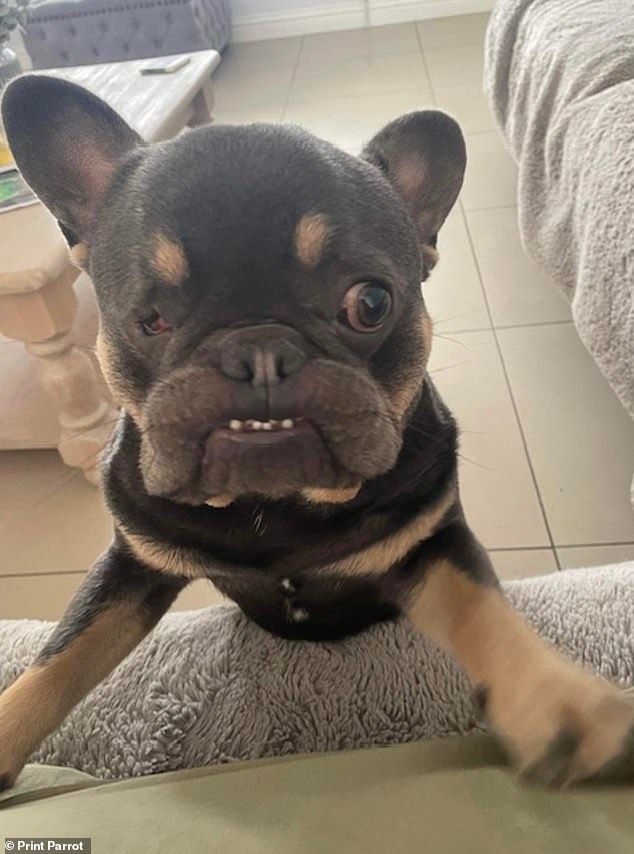 Blue, a year-old French bulldog from Rochester, was also shortlisted for the finale, with the winner to be announced next month.