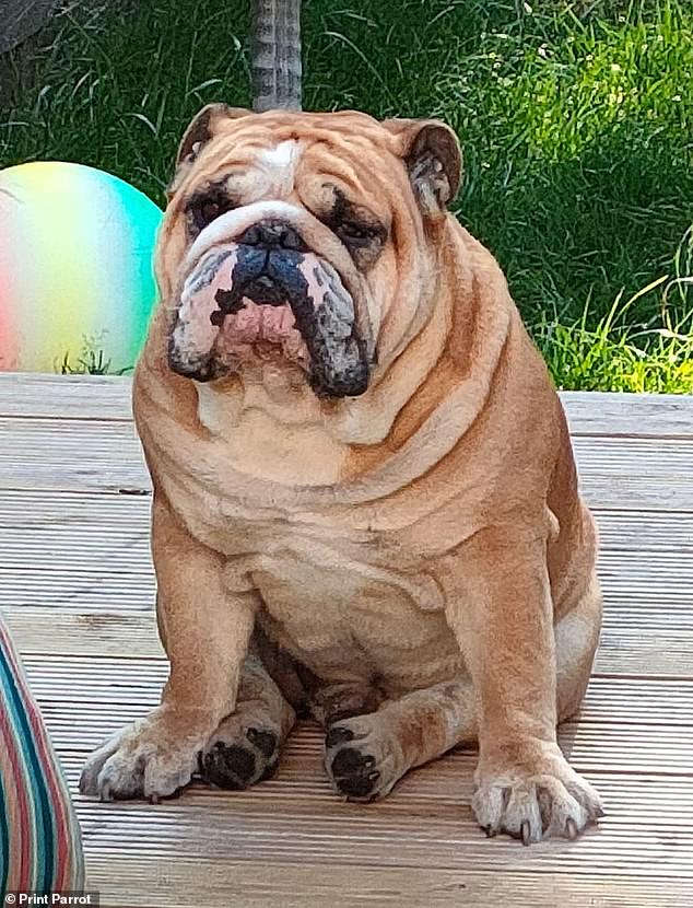 Five-year-old British bulldog Winston George, from the West Midlands, is also a title contender.