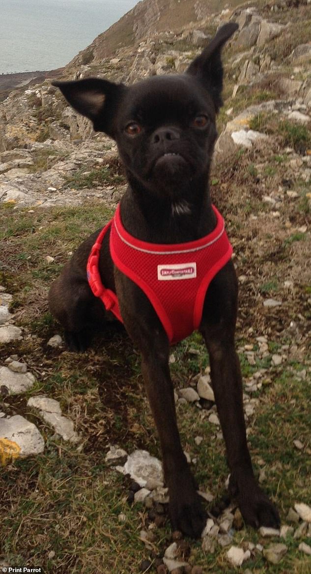 Jazz, a five-year-old Brusston from North Wales, is also hoping to take home the title of ugliest dog.