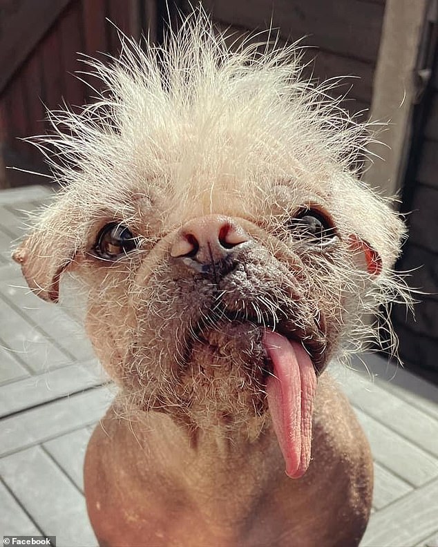 Peggy's unusual appearance has earned her a place on the shortlist to determine the ugliest dog in the UK.