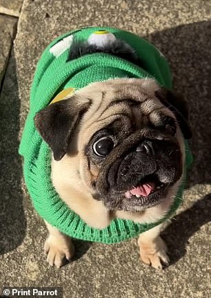 Bella, a six-year-old pug from Sheffield, left, is also among the competitors.