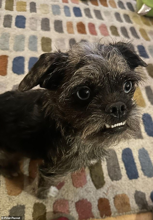 Roger, a year-old pug crossed with a toy poodle, from Brighouse in West Yorkshire, also wants to finish top dog.