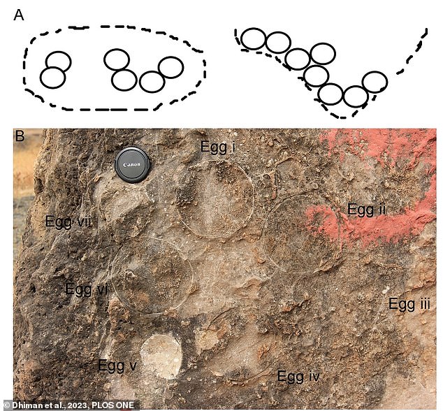 The discovery of all the clutches in such close proximity also indicates that the titanosaurs formed breeding colonies that came together to nest. Pictured: Circular dinosaur egg clutch