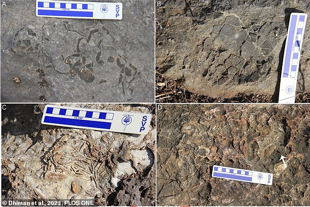 The type of rock that held the eggs led the researchers to believe that some of the clutches were laid close to the banks of the lakes and ponds. Pictured: Preserved broken egg fragments