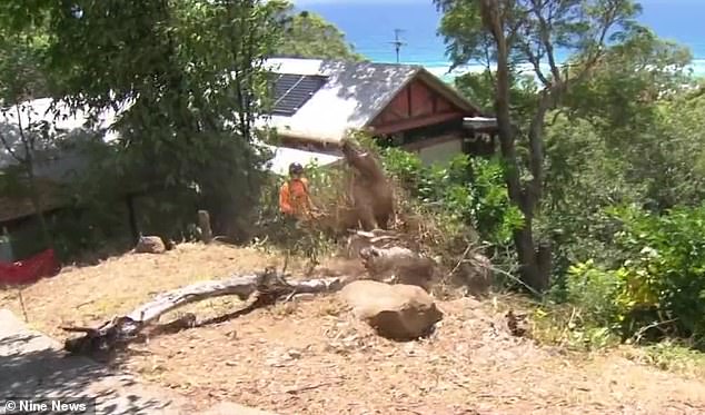 The large brush box straddles the line between your house and neighbors and has roots butting up the base of your cliffside property.