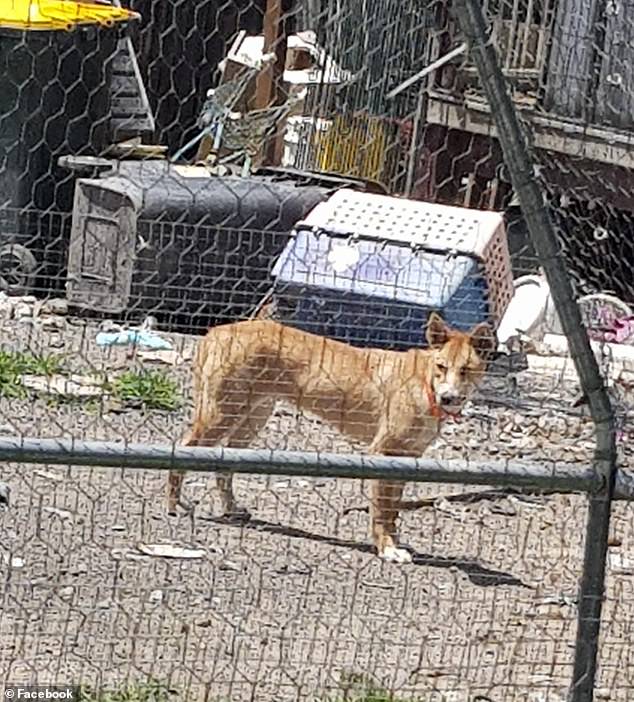 Lowanna locals claim the shelter's condition is substandard and have complained about putrid odors coming from the property (image of the shelter taken by a local resident and posted to Facebook)