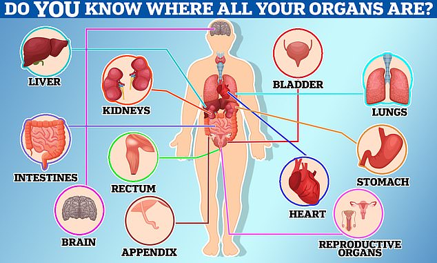 And here are the answers! Did you correctly identify where your rectum is? If so you beat 45 per cent of people surveyed