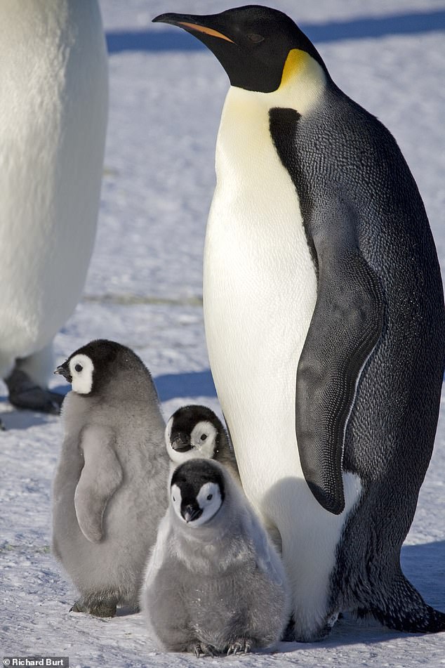 Under threat: Emperor penguins are known to be vulnerable to loss of sea ice, their favoured breeding habitat, and if this continues to diminish then the animals' numbers will suffer badly